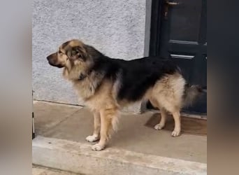 Aron ein gutmütiger großer Bub