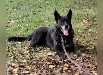 Woolfie ein wundervoller hinter Gittern