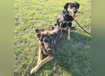 Tarja ein sanfte große Hündin