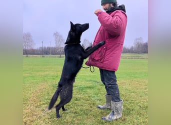 Dino wieder im Tierheim