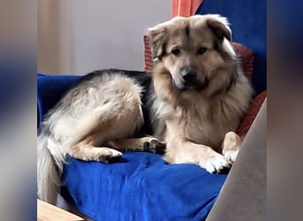 Aron ein gutmütiger großer Bub