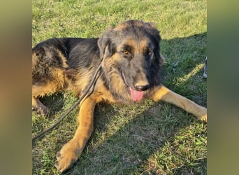 Tarja ein sanfte große Hündin