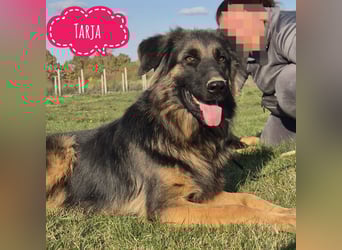 Tarja ein sanfte große Hündin