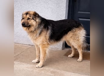 Aron ein gutmütiger großer Bub