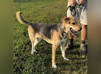 Dinko ein aktiver freundlicher Kerl