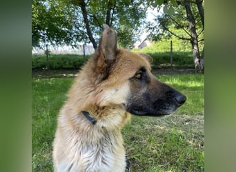 Verny ein sehr lieber sportlicher Bub
