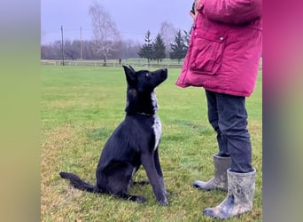 Dino wieder im Tierheim