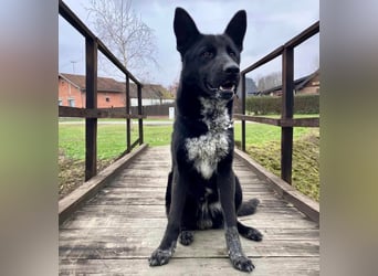 Dino wieder im Tierheim