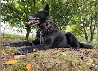 Woolfie ein wundervoller hinter Gittern