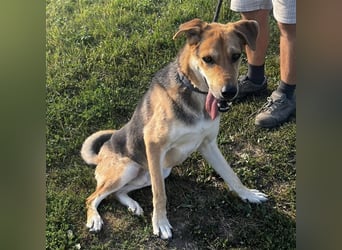 Dinko ein aktiver freundlicher Kerl