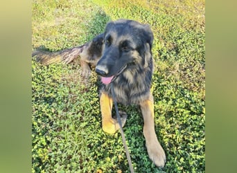 Tarja ein sanfte große Hündin