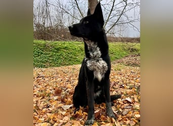 Dino wieder im Tierheim