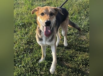 Dinko ein aktiver freundlicher Kerl