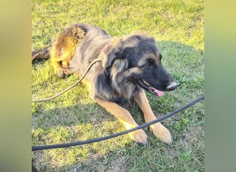 Tarja ein sanfte große Hündin