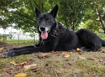 Woolfie ein wundervoller hinter Gittern