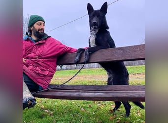 Dino wieder im Tierheim