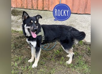 Rocky ein schlauer Kerl