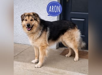 Aron ein gutmütiger großer Bub