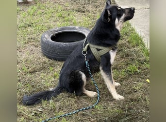 Rocky ein schlauer Kerl