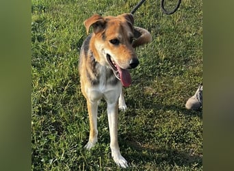 Dinko ein aktiver freundlicher Kerl