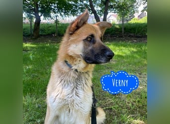 Verny ein sehr lieber sportlicher Bub