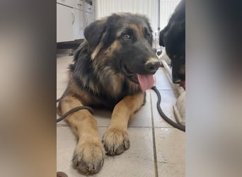 Tarja ein sanfte große Hündin