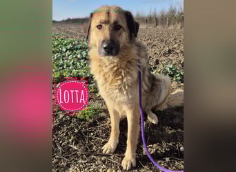 Lotta ein wundervolles Wesen