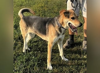 Dinko ein aktiver freundlicher Kerl