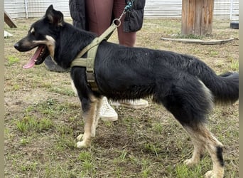 Rocky ein schlauer Kerl