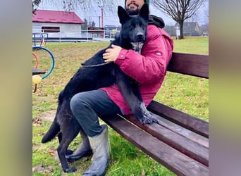 Dino wieder im Tierheim