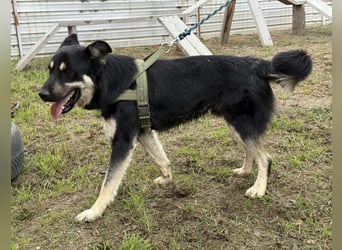 Rocky ein schlauer Kerl