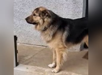 Aron ein gutmütiger großer Bub