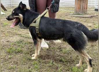 Rocky ein schlauer Kerl