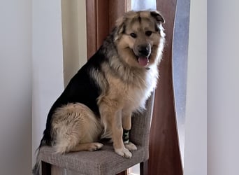 Aron ein gutmütiger großer Bub