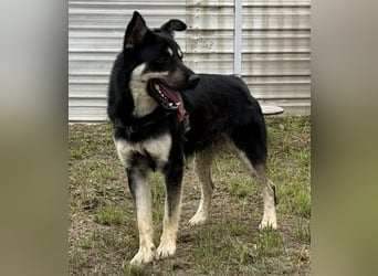 Rocky ein schlauer Kerl