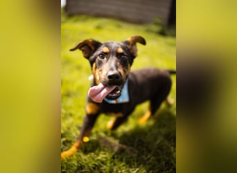 Schäfi-Mix LORD❤️jung, albern und voller Liebe