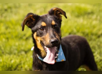 Schäfi-Mix LORD❤️jung, albern und voller Liebe