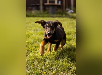 Schäfi-Mix LORD❤️jung, albern und voller Liebe