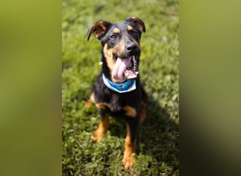 Schäfi-Mix LORD❤️jung, albern und voller Liebe
