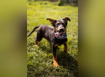 Schäfi-Mix LORD❤️jung, albern und voller Liebe