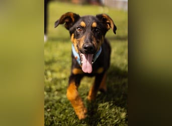 Schäfi-Mix LORD❤️jung, albern und voller Liebe