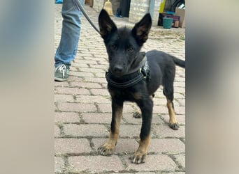 Tessa, geboren 15.06.2025, 40cm sucht ihr neues Leben