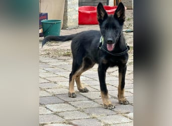 Tessa, geboren 15.06.2025, 40cm sucht ihr neues Leben