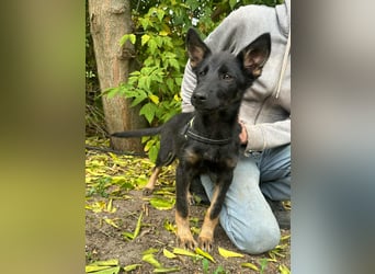 Tessa, geboren 15.06.2025, 40cm sucht ihr neues Leben