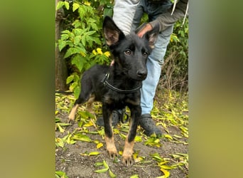 Tessa, geboren 15.06.2025, 40cm sucht ihr neues Leben