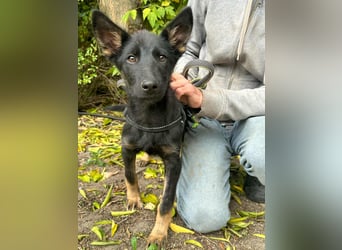 Tessa, geboren 15.06.2025, 40cm sucht ihr neues Leben