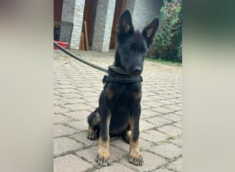 Tessa, geboren 15.06.2025, 40cm sucht ihr neues Leben