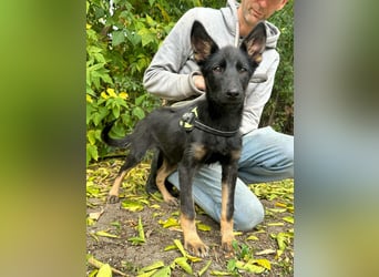 Tessa, geboren 15.06.2025, 40cm sucht ihr neues Leben