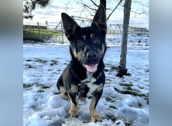 Shep ein Zwerg-Schäferhund