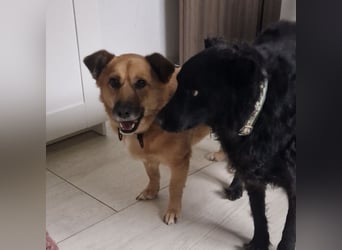 Frenki ein kleiner Schatz